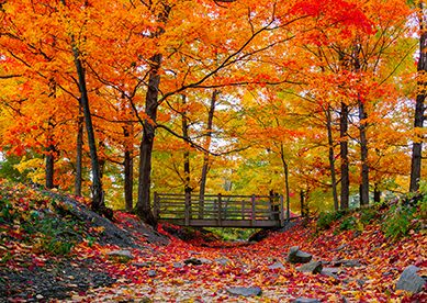 Fall trees surrounding wooden bridge